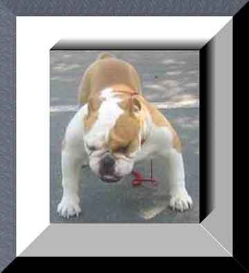 Bulldog-Jubilant-a-Limbiate-2003.jpg