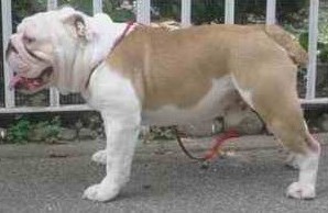 bulldog-champions.jpg