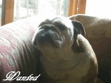 campione-bulldog.jpg