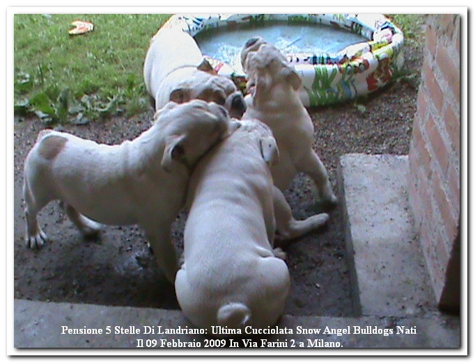 UltimiCuccioliSnowAngelBulldogs.jpg