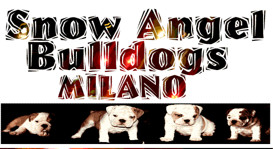 bulldog-banner.gif
