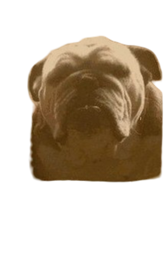 bulldog-campioni-1.png