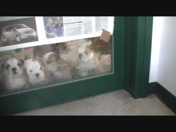  Much Allegria For Cat Fry Poty Por Eva!!! Si Much Sun Fry Poty Allegria !!!  