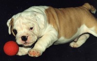 Pure Breed Bulldog: Tully Junior